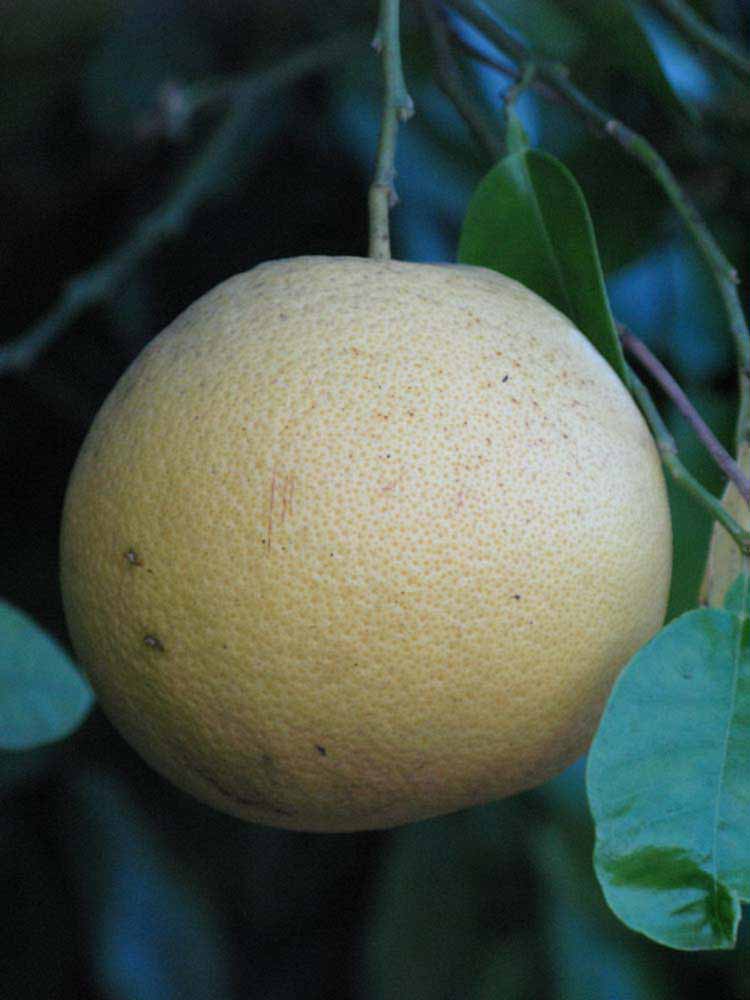            Fruit (Riverside, CA)   